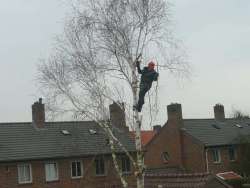 bomen rooien